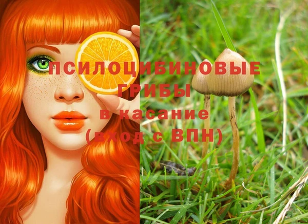 стаф Магас